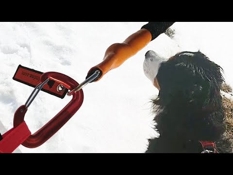 traindee.com when dog pulls on leash - reverse mounting dog hike - dog leash pulling